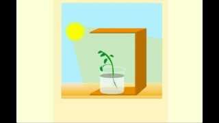 Phototropism  CBSE Class 10 Science Chapter 6  Life Processes Tutorials Online Meritnationcom [upl. by Lady]