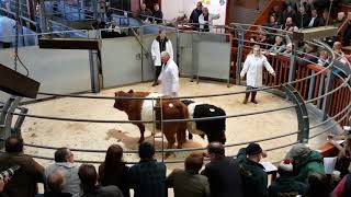 Belted Galloway and White Galloway Show amp Sale 5 [upl. by Oeak]