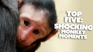 Top 5 Most SHOCKING Monkey Moments  Nature Bites [upl. by Ardnael]