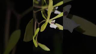 Encyclia linearifolioides orchidgarden nature orchidworld orchids orchidslover [upl. by Tennies171]