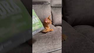 I want food 😹shots abyssinian cat hungrycats catlover cattery kittenforadoption [upl. by Shirleen197]