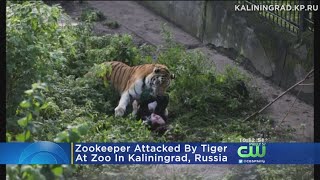 Zookeeper Attacked By Tiger In Russia [upl. by Libre]