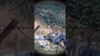 Headshots🎯 Airsoft sniper shorts video viralvideo [upl. by Nnairb]