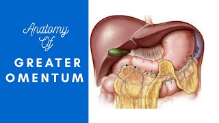 greater omentum basic anatomy with notes [upl. by Acired]