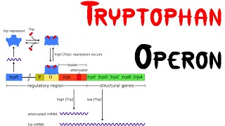 Trp operon  Tryptophan Operon in bacteria [upl. by Stonwin222]