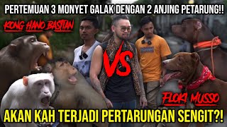 PERTEMUAN 3 MONYET GALAK DENGAN 2 ANJING PETARUNG AKANKAH TERJADI PERTARUNGAN SENGIT AudreyA [upl. by Anne784]