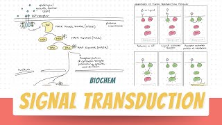 Signal Transduction  PART 1  Biochemistry  Block 1 Foundation [upl. by Eckardt63]