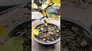 루비 산사나무🍀4700🍀👍🏻⭐️ 분재 bonsai 盆栽 지광원 백석문화대학교 이광수 대한민국나무No1 worldtourbonsai🌳⛳️🌏 [upl. by Leahcimauhsoj]