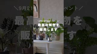 【TBM4】植物イベントに向けて、植物を仕入れてきました！観葉植物のある暮らし 観葉植物 観葉植物インテリア 観葉植物育て方 TBM tbm4 [upl. by Tonnie812]