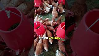 ¿PORQUE EL NEGOCIO DE GALLINAS PONEDORAS ESTA EN AUMENTO🥚🥚granja gallinas gallinasponedoras [upl. by Rosol957]