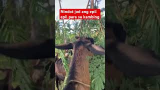 Ka nindot mag pakaon sa kambing early morning Healthy breakfast for the goats epil epil leaves [upl. by Napra]