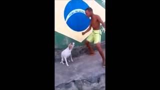 Dog dances to Meshuggah [upl. by Amitarp]