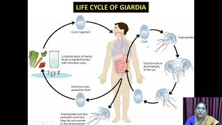 Giardia Lamblia  VHNSNCollege Autonomous [upl. by Cynarra]