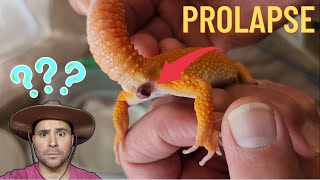 What to do if your male Leopard Gecko has a Prolapsed Hemipene [upl. by Ayote]