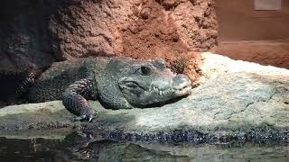 京都市動物園ワニ🐊とにかく動かない状態でした😁＃ワニ亀＃キリン＃チンパンジー＃ペンギン🐧 [upl. by Baron]