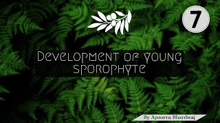 Development of Young Sporophyte Psilotum [upl. by Clara]