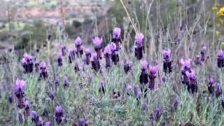 Lavandula stoechas L  Cyprus [upl. by Notelrahc638]