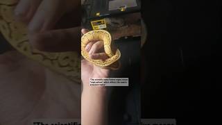 The Ball Python animallover python ballpython pets royal reptiles reptileslover egypt cute [upl. by Odnalra828]