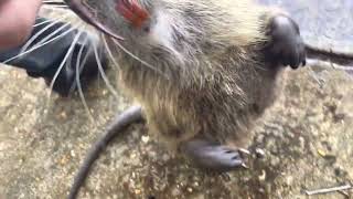 Meet the luckiest nutria rat in all of Louisiana [upl. by Johannes844]