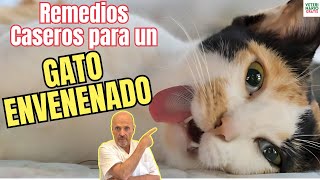 🚨 REMEDIOS CASEROS PARA UN GATO ENVENENADO 🚨 [upl. by Crotty619]