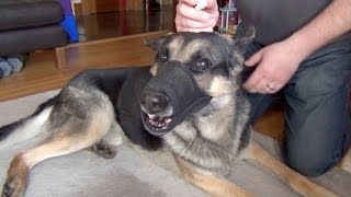 Aggressive German Shepherd Using Eye Drops [upl. by Tnert981]