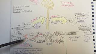 Nervous systemDivisionof nervous system [upl. by Roht]