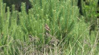 pŕhľaviarik čiernohlavý Saxicola rubicola 3 Kostolište 2852024 [upl. by Jeniece]