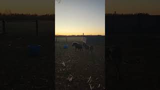 Friends farmlife nebraska horse donkey mini friends country [upl. by Elsie]