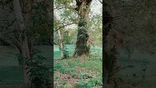 Monumental plane tree in villa borghese [upl. by Gaylord]