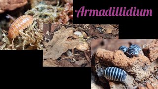 Armadillidium maculatum and Armadillidium vulgare [upl. by As]