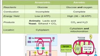 THE RESPIRATORY SYSTEM PART1AEROBICanaerobicrespiration class9th icsebiology [upl. by Nwavahs]