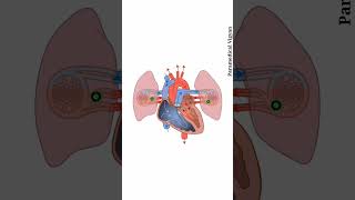 Blood flow in heart full elimination video😏😏😏viral [upl. by Cesaro614]