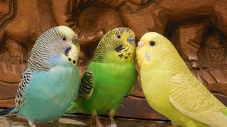 Male parakeets use their songs to attract female parakeets 10 Hr Nature bird sounds [upl. by Violetta]