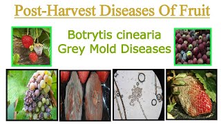 Botrytis Cinerea Disease  Grey Mold Disease  Post Harvest Diseases Of Fruit [upl. by Adam110]