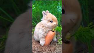 stoat hypnotizes rabbit viral knowledgetak [upl. by Summons]