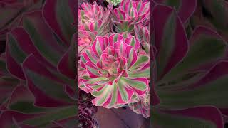 Plant of the day  Aeonium Valentine [upl. by Pisano]