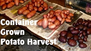 Harvesting some Container Grown Potatoes  Sarpo Mira amp Blue Danube [upl. by Laerdna]