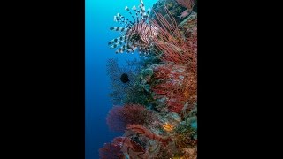 Vertical Display 4K Underwater Stock Footage Demo Reel 2160 x 4096 60p [upl. by Nellaf784]