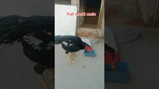 Mianwali black aseel aseelmurga roosterandhen birds [upl. by Amlet]