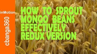 🔴 HOW TO GROW MUNG BEAN SPROUTS AT HOME CHEAP amp EASY REDUX VERSION [upl. by Ttereve434]