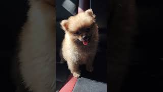 Baby Pomeranian mypet 😁🥰 [upl. by Ilyah903]