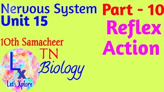 10 std Bio Unit 15 Nervous system Reflex action Part 10 Samacheer Kalvi TN [upl. by Anirok]