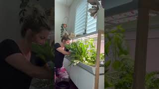 Rise Garden Finally A hydroponic garden worth the price [upl. by Dachia]