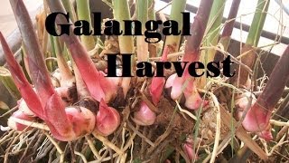 Galangal Harvest What a huge harvest it was [upl. by Stulin]