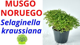 MUSGO NORUEGO SELAGINELLA KRAUSSIANA Doradilla [upl. by Larok]