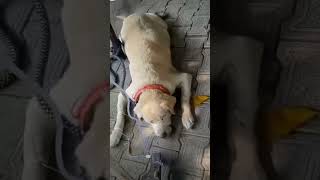 Aaj tig bukhar ha hospital ma admit ha labradog dog [upl. by Barrow450]