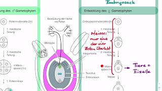 Entwicklung des Embryosacks und Pollens Gametophyten bei Blütenpflanzen [upl. by Yrrehc]