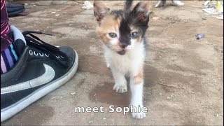 Kittens Needing Homes [upl. by Nnawtna]