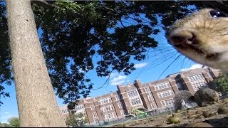 GoPro Awards Squirrel Runs Off With GoPro [upl. by Acalia]