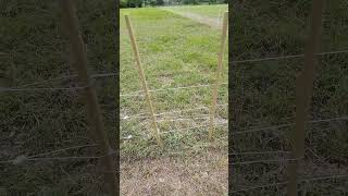 cheap easy bombproof perimeter fence set up for sheep in an afternoon [upl. by Anavlys]